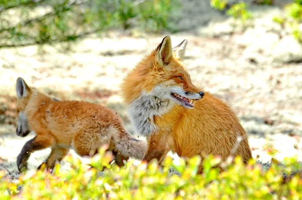 Red Fox Mother Kit — стоковое фото