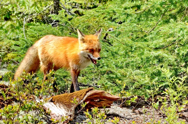 Renard Roux Marchant Dans Forêt — Photo