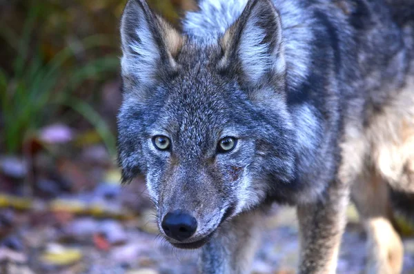Lobo Oriental Habitat Natural — Fotografia de Stock