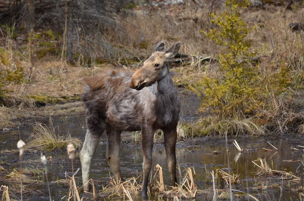 Älgkalv Algonquin Park — Stockfoto