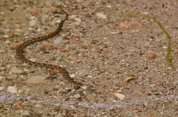 Northern Water Snake Svømning - Stock-foto