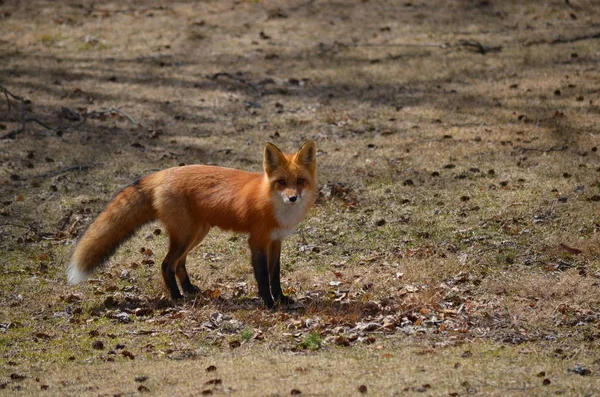 Raposa Vermelha Cenário Primavera — Fotografia de Stock