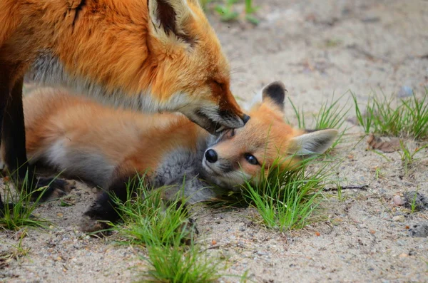 Red Fox Μητέρα Και Kit — Φωτογραφία Αρχείου