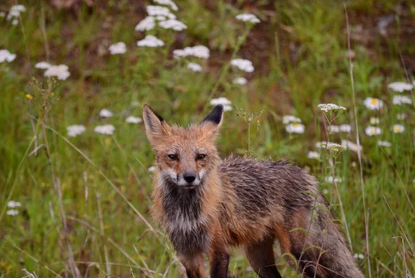 Red Fox Wet Fur — Stock Photo, Image