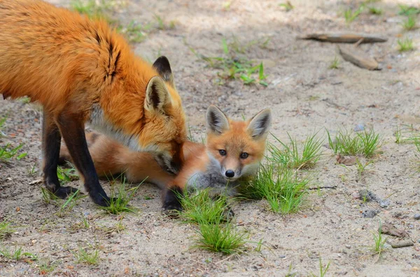 Red Fox Mother Kit — стоковое фото