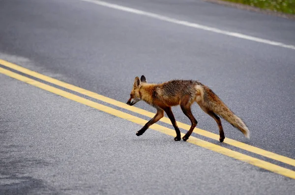 Red Fox Mokrego Futra — Zdjęcie stockowe