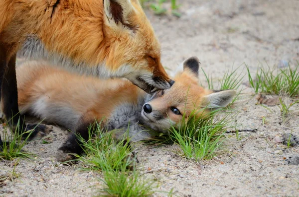 Red Fox Mãe Kit — Fotografia de Stock