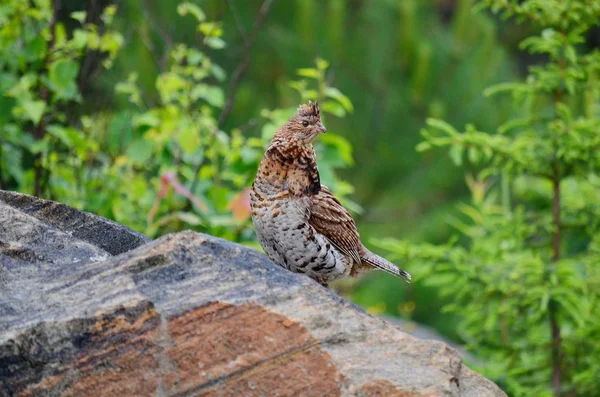 Ruffy Grouse Algonquin Ontario — Stok fotoğraf