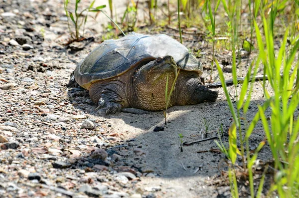 Snappende Skildpadde Naturen Ontario Canada - Stock-foto