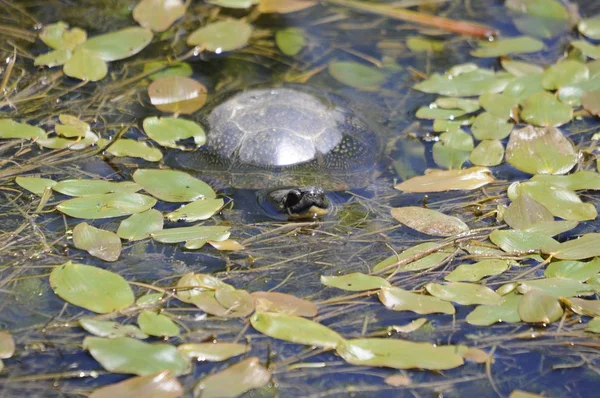 Schildkröte Sumpf — Stockfoto