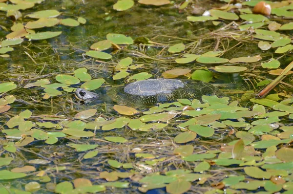 Tortuga Blanding Pantano — Foto de Stock