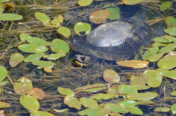 Blanding Turtle Swamp — Stock Photo, Image