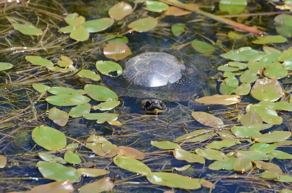 Blanding Turtle Ett Träsk — Stockfoto
