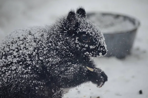 Black Squirrel Blinding Snowstorm — Stock Photo, Image