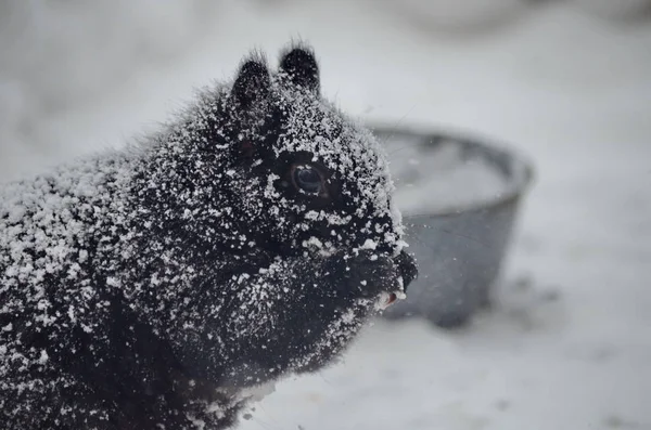 Zwarte Eekhoorn Een Verblindende Sneeuwstorm — Stockfoto