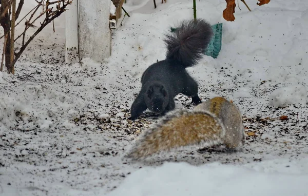 Dois Esquilos Lutam Por Semente Pássaro Inverno — Fotografia de Stock