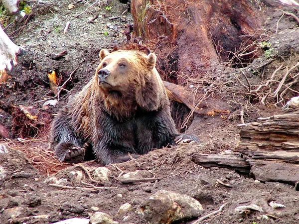 Niedźwiedź Grizzly Kolumbii Brytyjskiej Kanada — Zdjęcie stockowe