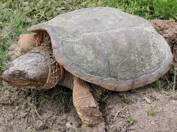 Snapping Turtle Laying Eggs Ontario — Stock Photo, Image