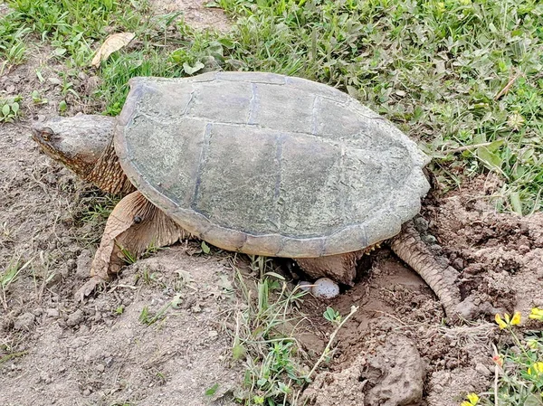 Snapping Turtle Laying Eggs Ontario — Stock Photo, Image