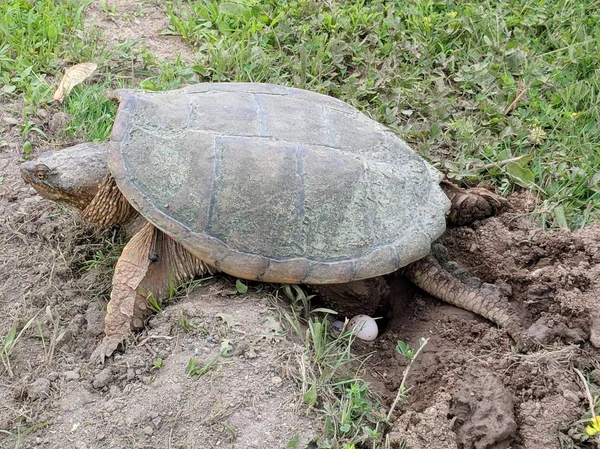 Snapping turtle laying eggs in Ontario