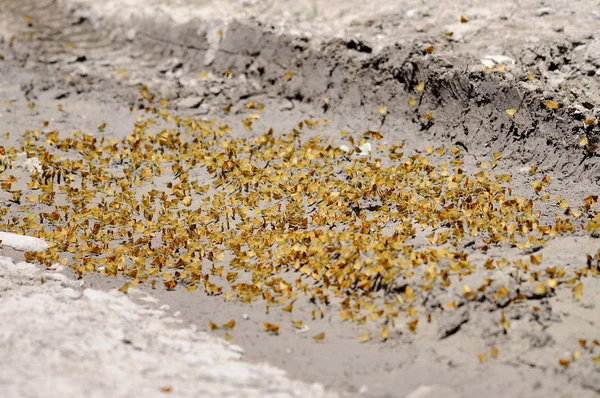Azından Kelebekler Çamur Banyosu Yapıyor — Stok fotoğraf