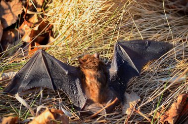Big Brown Bat on the ground clipart