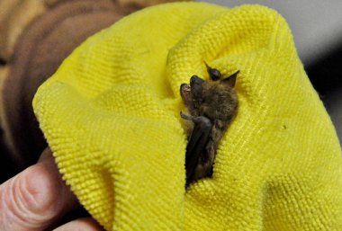 Rescued Big Brown Bat clipart