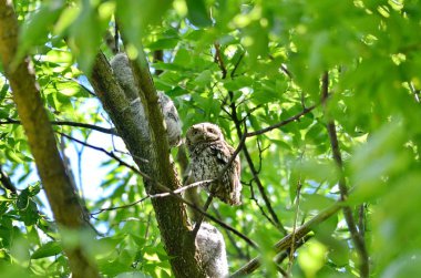 Toronto, Ontario, Kanada 'da ağaçta oturan Doğu Cırtlak Baykuş.