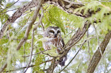 Kuzey Testere Baykuşu Ontario, Kanada 'da vahşi doğada