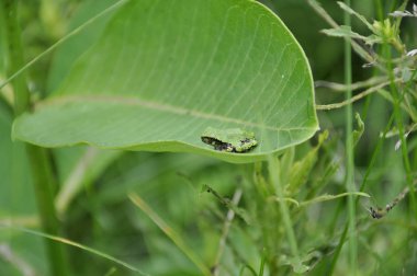 Gri Ağaç Kurbağası bir yosun bitkisinin üzerinde