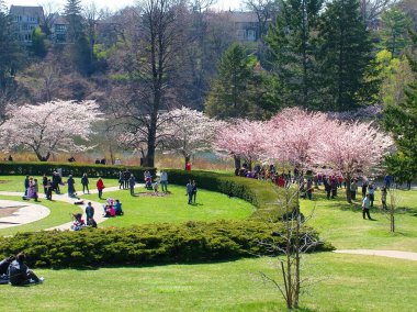 Toronto, Ontario, Kanada, 13 Nisan 2012: İnsanlar Toronto 'daki High Park' ta bahar kiraz çiçeklerinin tadını çıkarıyor.