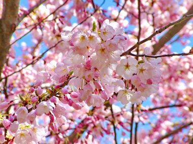 Mavi gökyüzüne karşı Pembe Kiraz Çiçekleri