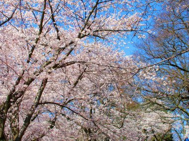 Mavi gökyüzüne karşı Pembe Kiraz Çiçekleri
