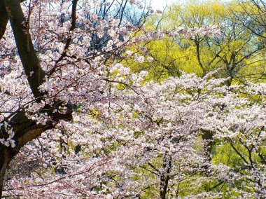 Mavi gökyüzüne karşı Pembe Kiraz Çiçekleri