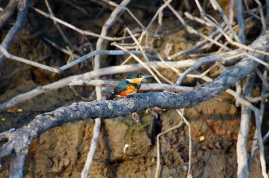 Amerikan pigme kralbalıkçısı dallara tünedi.