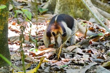 Karınca yiyen Kosta Rika