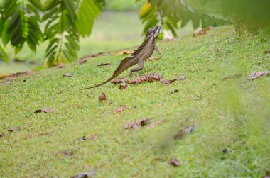 Kosta Rika 'da Kahverengi Basilisk Kertenkelesi