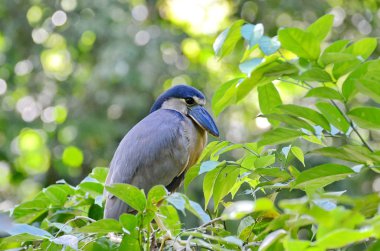 Tekne, La Fortuna, Kosta Rika 'daki mangrov bataklığında balıkçıl faturası kesmiş.
