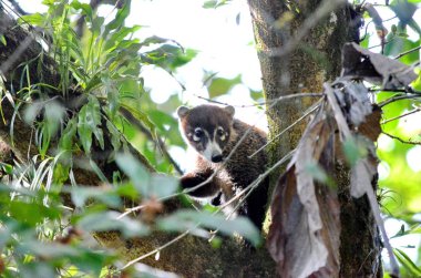 Kosta Rika 'da Vahşi Koati