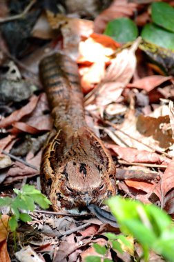 Kosta Rika 'da ortak Pauraque yuvasında oturuyor.