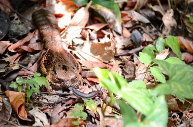 Kosta Rika 'da ortak Pauraque yuvasında oturuyor.