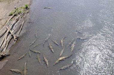 Rio Tarcoles Nehri üzerindeki Vahşi Amerikan Timsahları, Kosta Rika