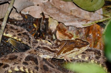 Kosta Rika 'da vahşi doğada mızrak gibi bir yılan