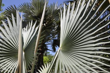 Kosta Rika 'da hayran palmiyesi
