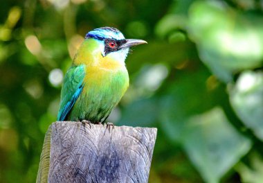 Kosta Rika 'da ders Motmot (Momotus coeruliceps)