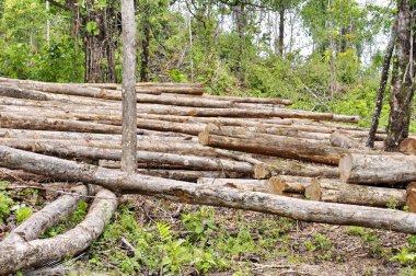 Kosta Rika 'da ağaç kesimi
