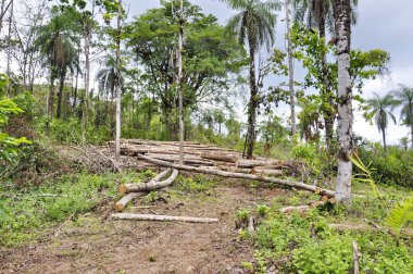 Kosta Rika 'da ağaç kesimi