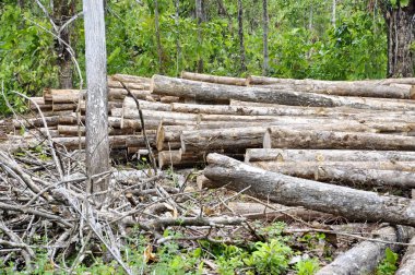 Kosta Rika 'da ağaç kesimi