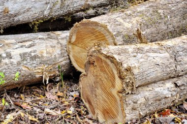 Kosta Rika 'da ağaç kesimi
