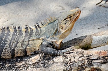 Kosta Rika 'da, okyanus plajı boyunca siyah dikenli kuyruklu iguana